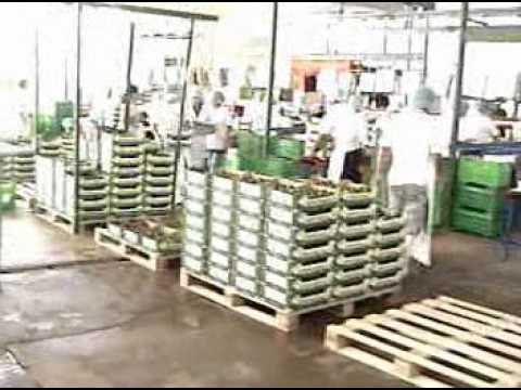 Línea de Clasificado y Empaque para PALTA  O   AGUACATE