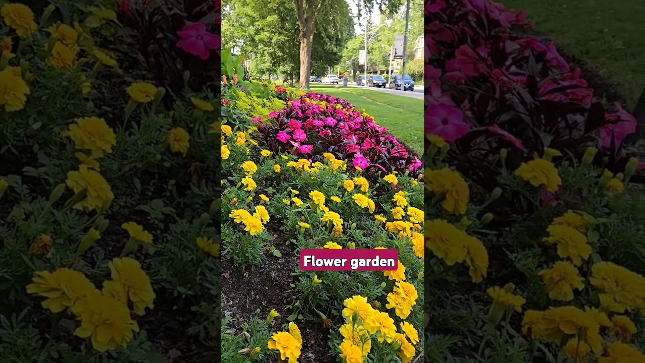 Flower garden 