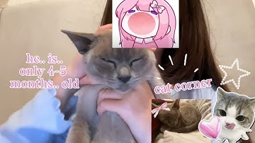 First Video || intro for this channel & my cat  || #cat #cute #intro 