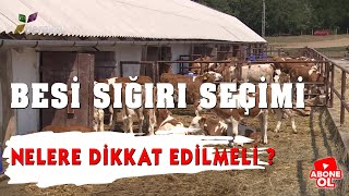 Download lagu Hayvancılık Rehberi Besi Sığırı Seçimi Hayvancılık Rehberi Besi Sığırı Seçimi