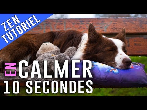 Voici COMMENT CALMER son CHIEN en 10 Secondes