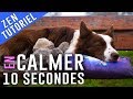 Voici COMMENT CALMER son CHIEN en 10 Secondes