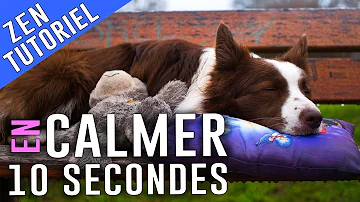 Comment calmer un chien en colère