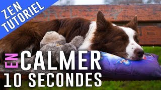 Voici COMMENT CALMER son CHIEN en 10 Secondes