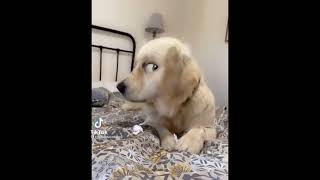 Golden Retriever best funny video😂| Golden Retriever dogs #shorts #viral