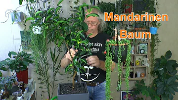 Wie oft gießt man Mandarinenbaum?