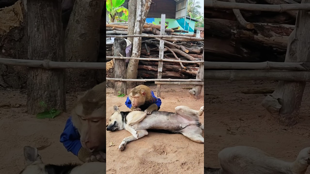 Great video Super SokYaa And Sokhaa Very Adorable & Harmony Animals Around The World 