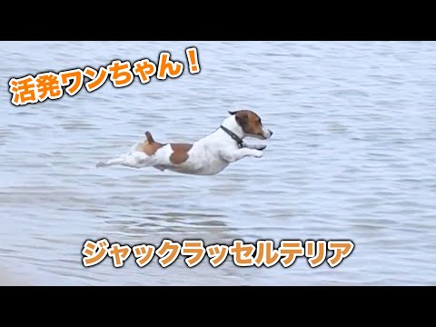 【ジャックラッセルテリア】活発、賢いワンちゃん！！ジャックラッセルテリア、かわいい集【犬】