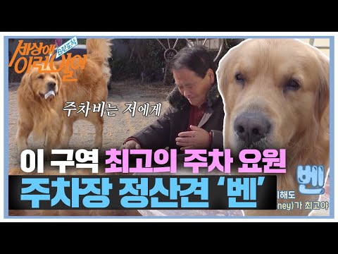 ※미공개 <strong>X</strong>-<strong>FILE</strong>※ 돈 받는 주차장 정산犬 ‘벤’ #순간포착세상에이런일이 #WhatonEarth #SBSstory