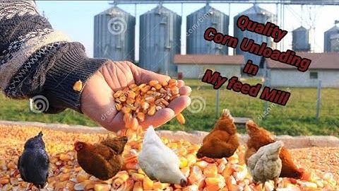 Proper Unloading|vlog#7|How to check and unloading of Corn for poultry Feed |🐓🐔| #Dr Husnain asif#dr