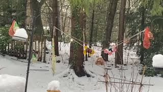 Download Lagu #3320 Koffiepraatjes en theeleutjes bij #MAAKHETMETMIRANDA MP3