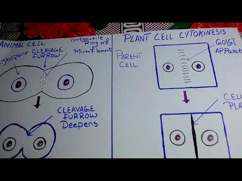 Cytokinesis in plant cell#cytokiesis in animal cell#Mitosis#Cell Cycle#Cleavage furrow #English