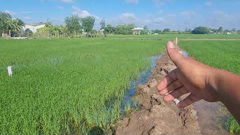 Bán lô đất thổ cư 162m2 ngang 5,5 dài 30 Xã tân ân cần đước Long An Giá 800 triệu