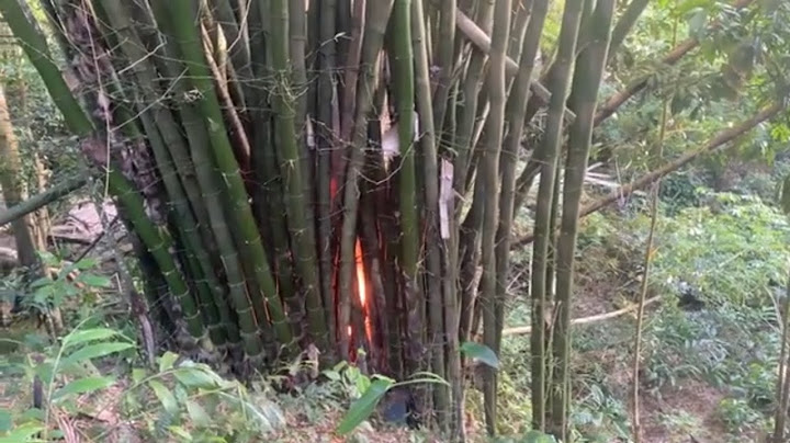 How Destroy Bamboo Roots Permanently