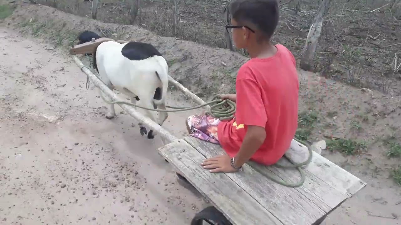O Carneiro tá muito bom na carroça.