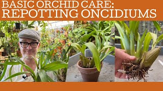 Basic orchid care: repotting oncidiums!