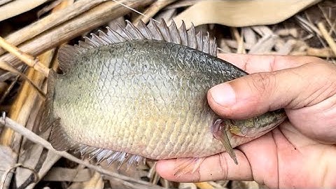 Tập 365 - Quá Trời Rồi Nước Lũ Đổ Về Cá Rô Con Nào Con Nấy Mập Ú | Câu Cá Rô Đồng | MQTG