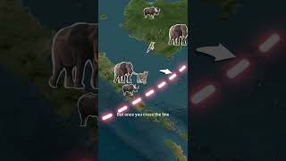 Why No Animal Dares to Cross 🌊 the Wallace Line 📚 #facts #wallaceline #asia #viral #viralmap