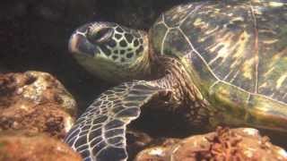 Celebrity Green Sea Turtle - Art Lesson Plan-K-5 - Part 1 - Color Theory - Warm and Cool Colors Profile