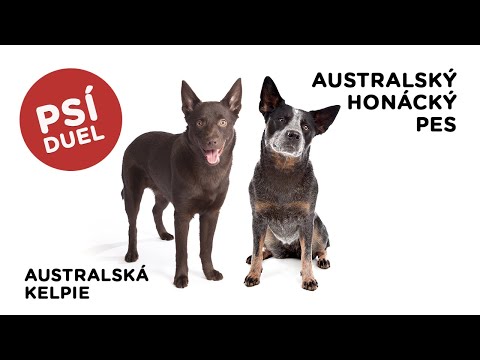 Video: Australský Kelpie