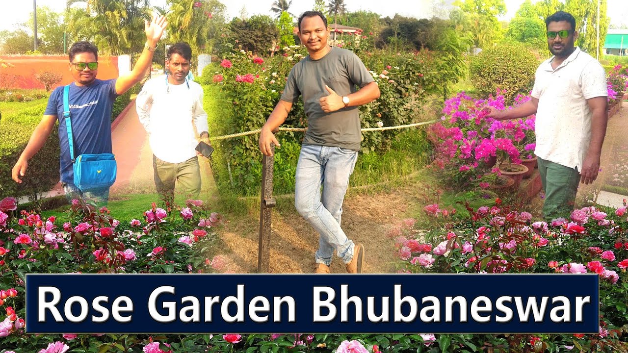 Biggest Rose garden in Bhubaneswar ଭୁବନେଶ୍ଵରର ସବୁଠୁ ବଡ଼ ଗୋଲାପ ବଗିଚା