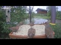 Mourning Doves Pack The Platform Mourning Doves Pack The Platform