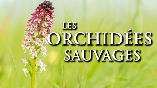 Les orchidées sauvages : La Chronique du Vivant