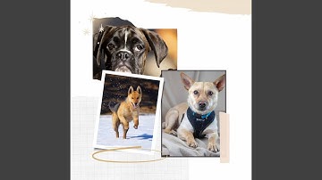 Pulsating Behaving Dogs