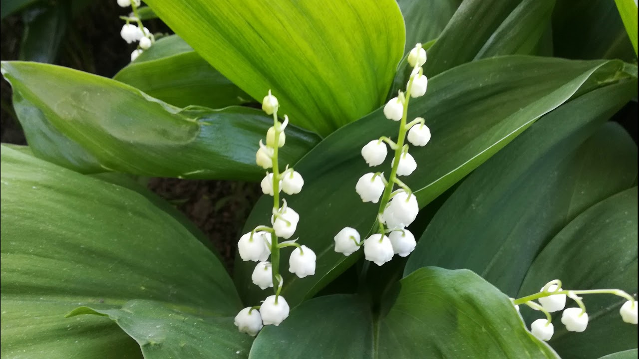 Весна пришла. Живой рассказ. На украинском языке - YouTube