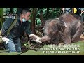 Longlong and the &#39;Elephant Doctor&#39;