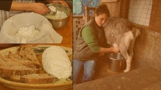 Crafting Chèvre at Home: A Step-by-Step Guide to Soft Goat's Milk Cheese screenshot 3