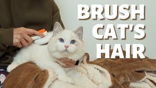 How to Brush Your Cat’s Hair | 4 step Cat Grooming Tutorial by Furry Diary 2,887 views 2 years ago 5 minutes, 31 seconds