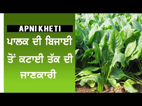 Spinach Cultivation | ਪਾਲਕ ਦੀ ਫਸਲ ਬਾਰੇ ਆਮ ਜਾਣਕਾਰੀ | Palak ke bare me jankari