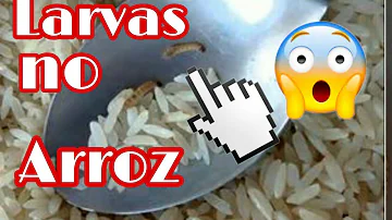 É normal ter larvas no arroz?