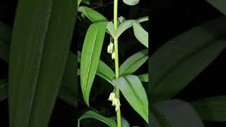 Polygonatum Verticillatum Ll 1