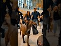 Everyone Chased This Dog Until They Discovered the Truth Hero Dog AI Story #shorts #explore