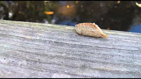 DANGER!!!GOT STUNG BY A PUSS CATEPILLAR