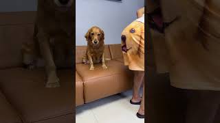 Dog: Who has a dog on his ass? Is it stupid or not?# shorts# adorable pet# golden retriever# cute#