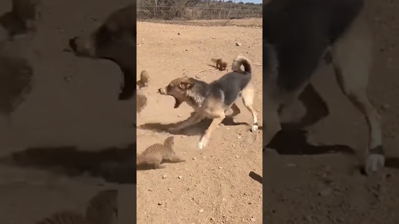 Intense Encounter: Small Mongooses Take on a German Shepherd Mix​