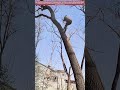 In der Höhe zupacken: Ein Ast nach dem anderen