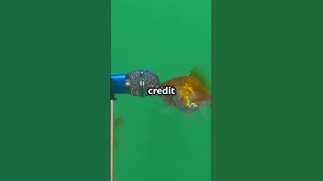 Do Goldfish Really Have a 3 Second Memory #shorts #viralvideo #viralshorts #facts #interestingfacts