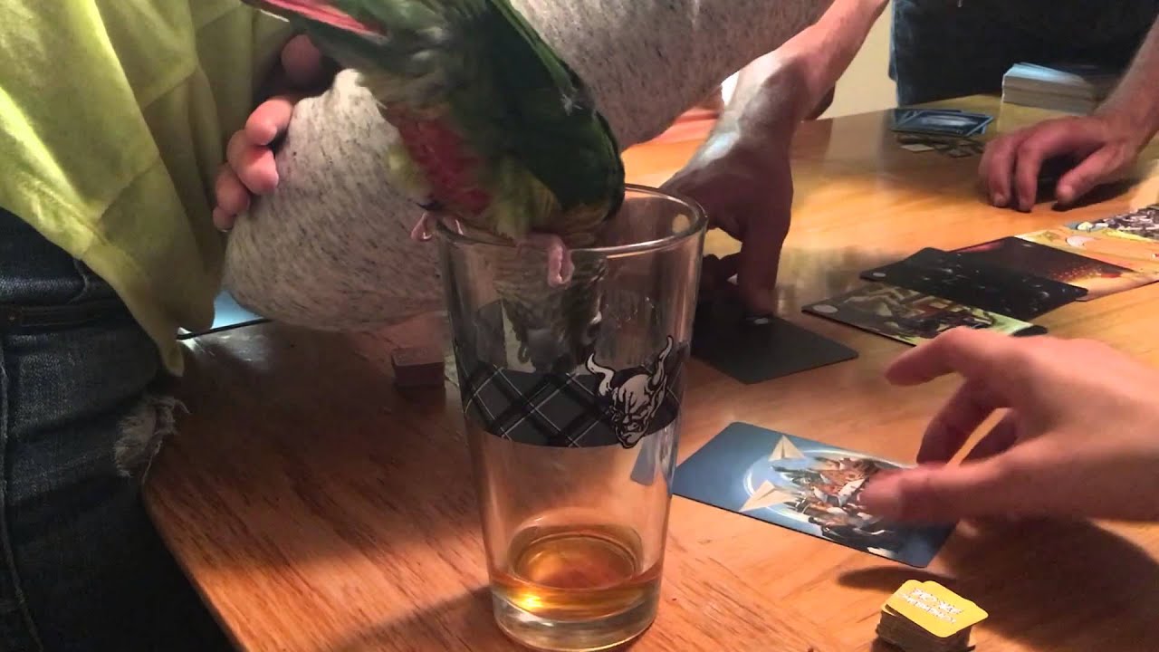 Can Birds Drink Alcohol 