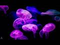 Jellyfish Aquarium ~ Relaxing Music for Sleep, Study, Meditation &amp; Yoga • Screensaver