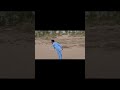 "Batsman hit a six 💥… ball refused to come back 🌌""That’s not a shot, that’s a fly-swatting attempt