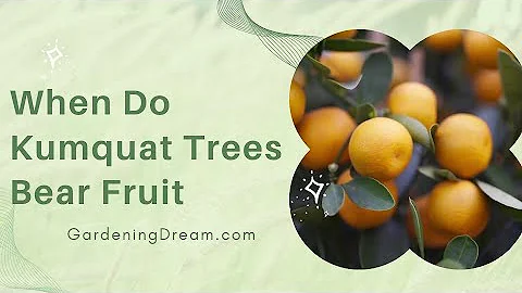 Jak dlouho trvá, než kumquat začne plodit?