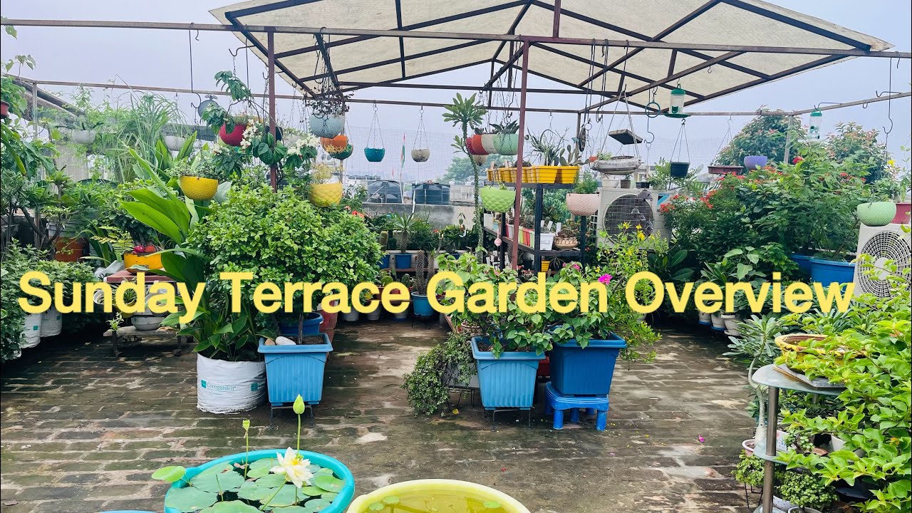 Terrace Garden Overview #youtubevideo - YouTube