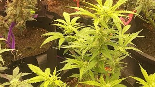 Okie GROW SHOW