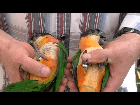 Wideo: 7 Sposobów Na Zapobieganie Znudzeniu Się Papugi Zwierzaków Domowych