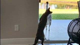 Adorable Cat And Sandhill Crane Playing Together! They Have A Special Bond! Cuteness Overload! #cute by Sweet Heavenly Savannahs 302 views 2 years ago 1 minute, 2 seconds