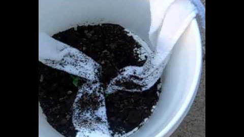 DIY Self-watering bucket - Sub Irrigaton Planter (SIP) Bucket - 80% less water container gardening